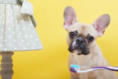 DIY Toothpaste for Dogs